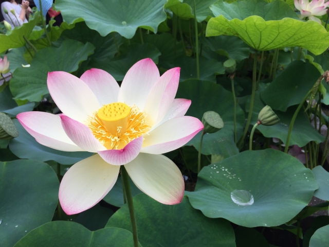 蓮の花 京都着物レンタル花かんざし