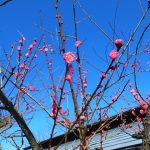 京都駅からひと駅花かんざし　京都マラソン