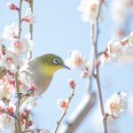 京都駅からひと駅花かんざし　梅の花