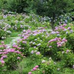 京都着物レンタル花かんざし　紫陽花