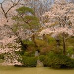 京都着物レンタル花かんざし　桜