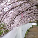 京都着物レンタル花かんざし　桜並木