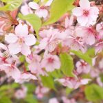 京都着物レンタル花かんざし　葉桜