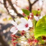 京都着物レンタル花かんざし　葉桜