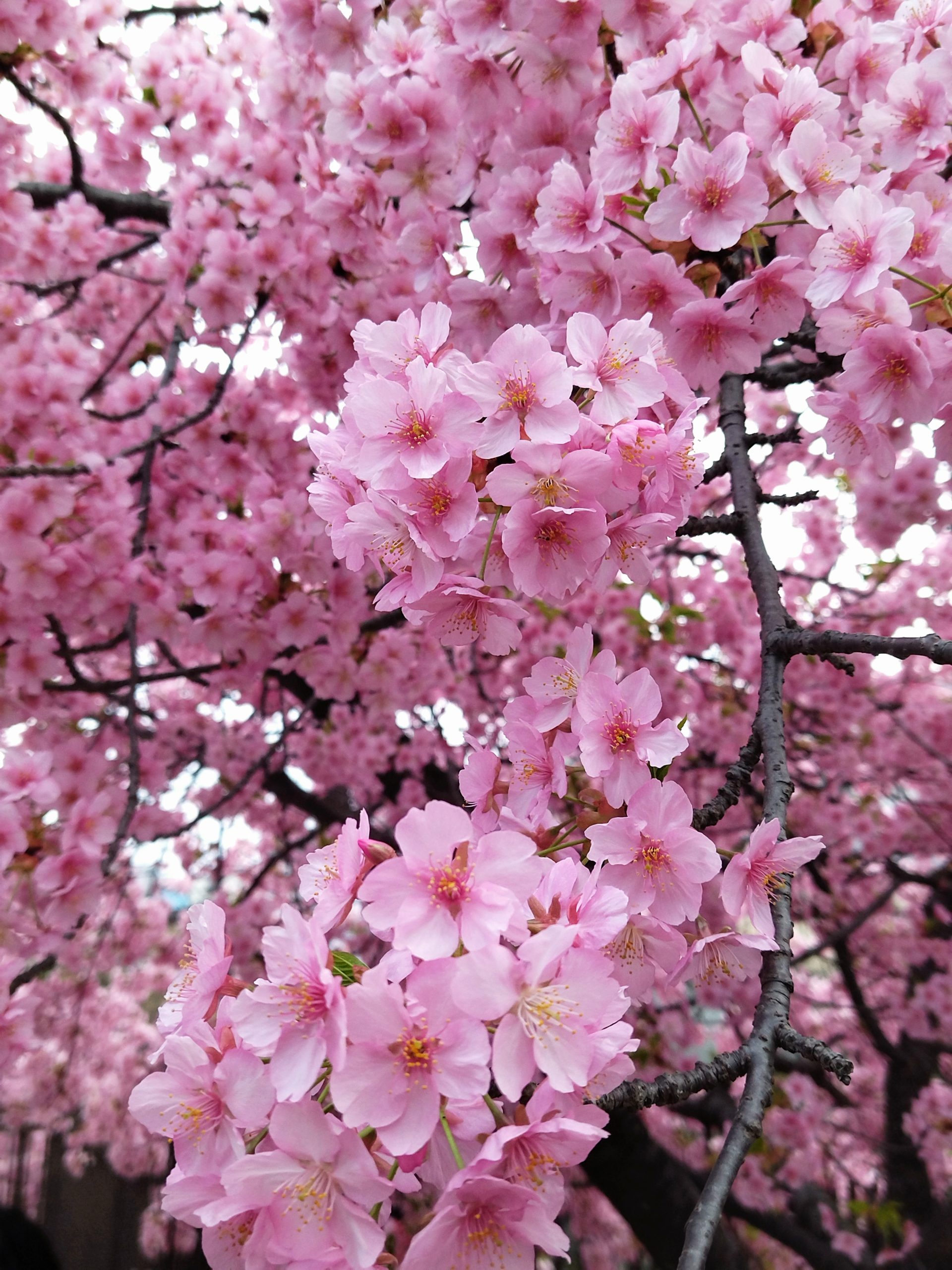 桜前線【淀の河津桜】満開 | 京都着物レンタル花かんざし